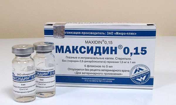 Препарат Максидин предназначен для лечения простудных заболеваний кошек