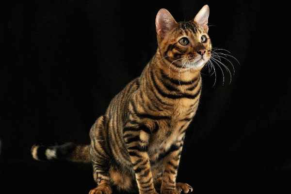 Эти котята похожи на миниатюрных тигрят и окрасом, и формой своего тела