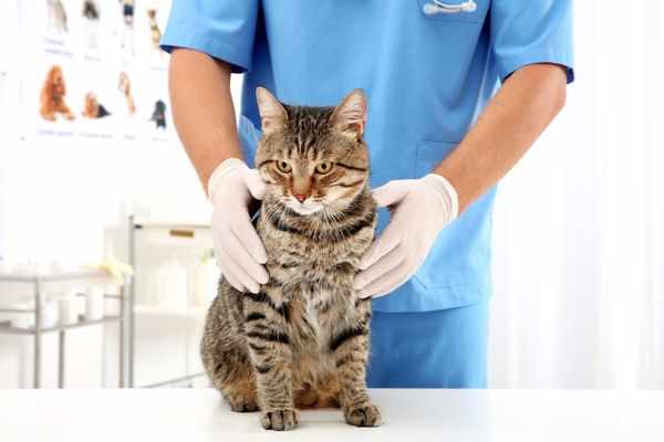 Лечение кошке должен назначать ветеринар