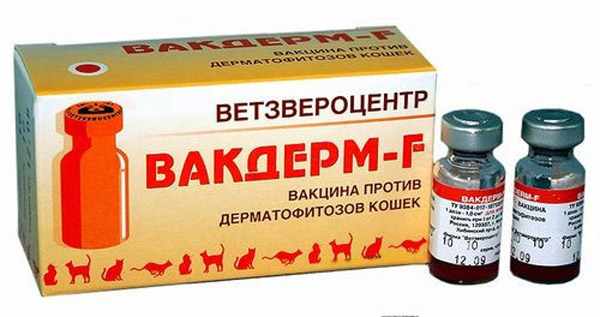 Вакцина Вакдерм-F применяется для профилактики и лечения дерматофитозов кошек