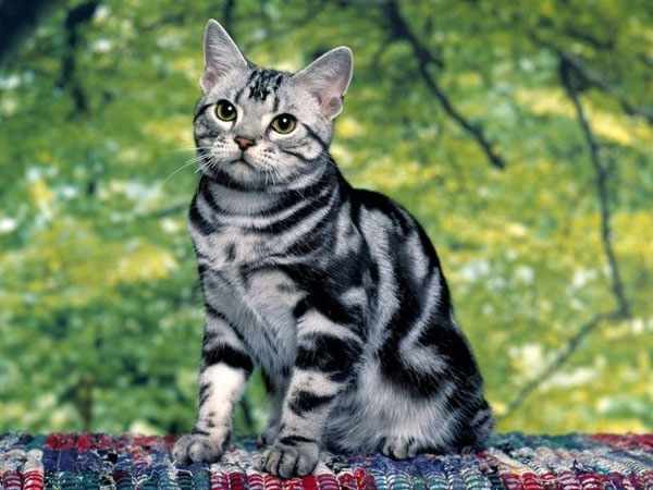 Американская короткошерстная кошка очень любит прогулки Американская короткошерстная кошка очень любит прогулки