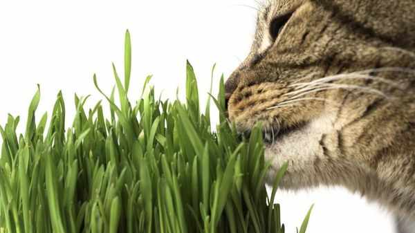 Выращивая траву для котов вы защитите комнатные растения