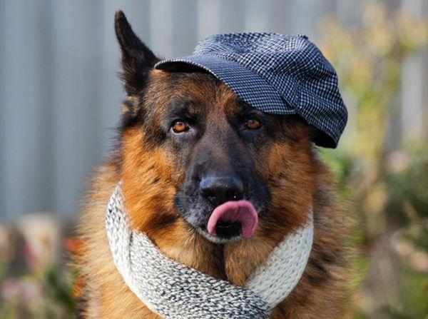 Барс - отличная русская кличка для пса