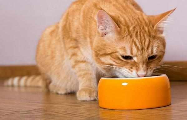 В домашних условиях необходимо следить за питанием кошки