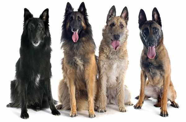К бельгийским овчаркам относятся четыре вида собак
