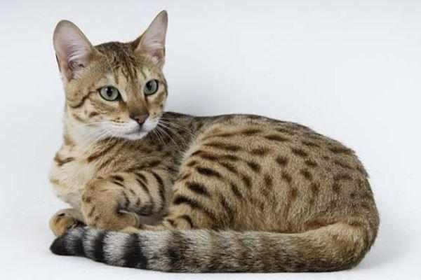 Серенгети – гибрид домашней и дикой кошки