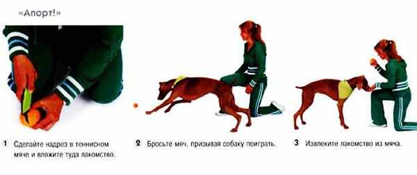 Бросьте предмет, как только пес схватит игрушку, дайте лакомство Бросьте предмет, как только пес схватит игрушку, дайте лакомство