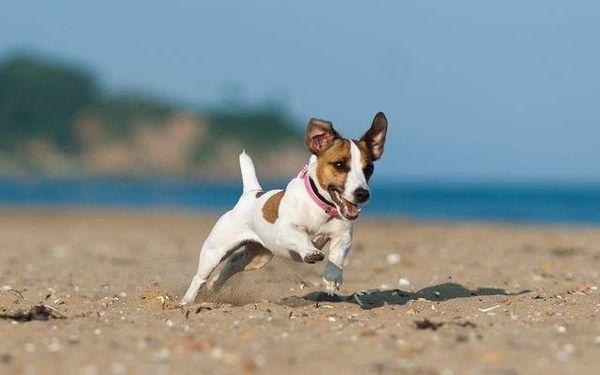Джек-рассел-терьер - самая активная собака в мире