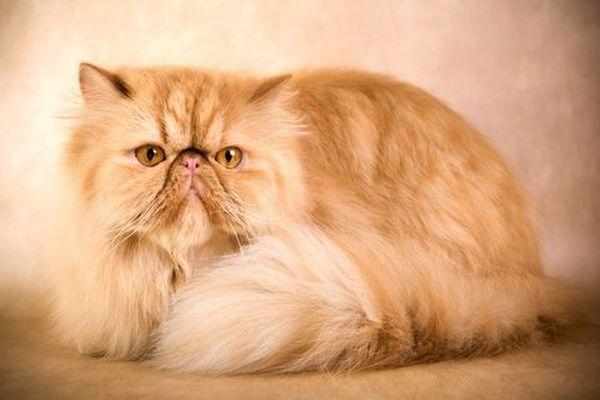 Кошка персидской породы была завезена из Ирана