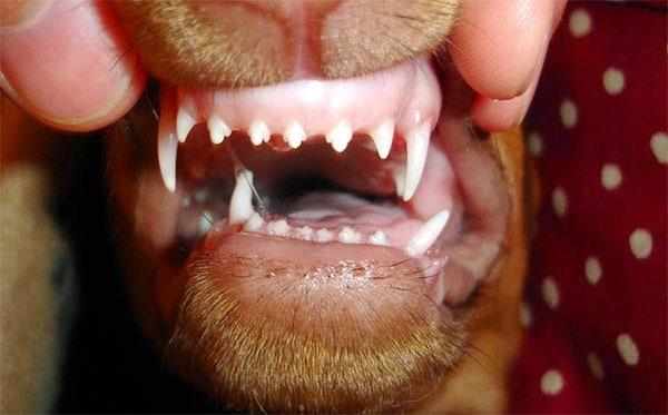 Молочные зубы у щенка