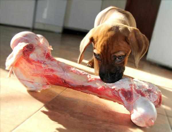Натуральные кости - любимое но опасное лакомство для собак