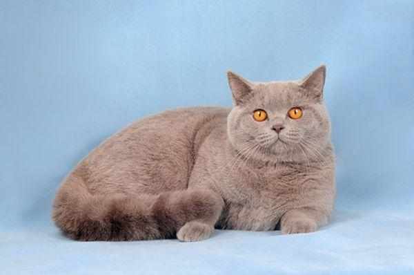 Лиловые британские кошки характеризуются светлым окрасом покрова