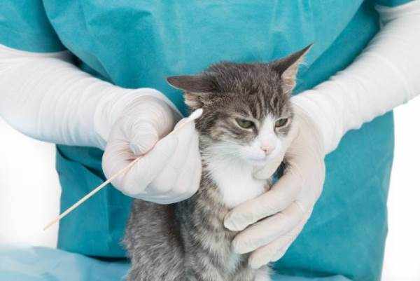 При лечении микроспории медикаменты могут нести вред животному