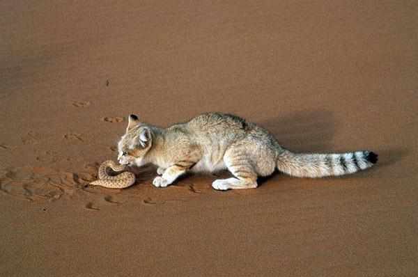 В рацион песчаных кошек входит вся живность, которую удается отыскать
