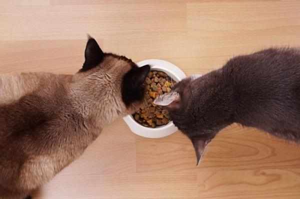 Смена привычного питания может стать причиной поноса у кошки
