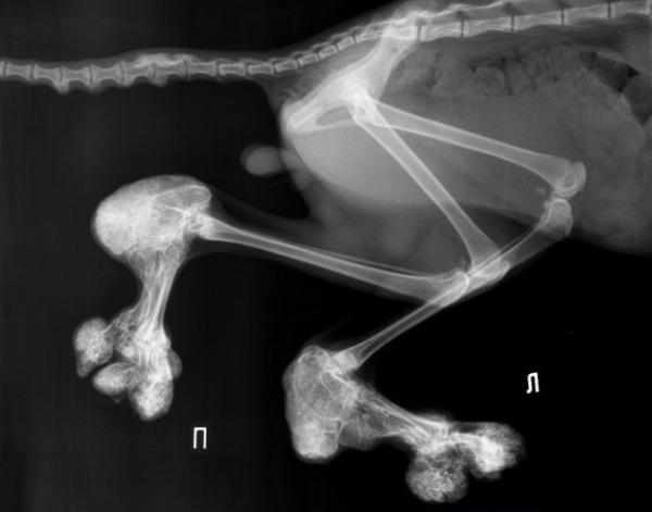 Остеохондродисплазия шотландских вислоухих кошек (SFOCD)