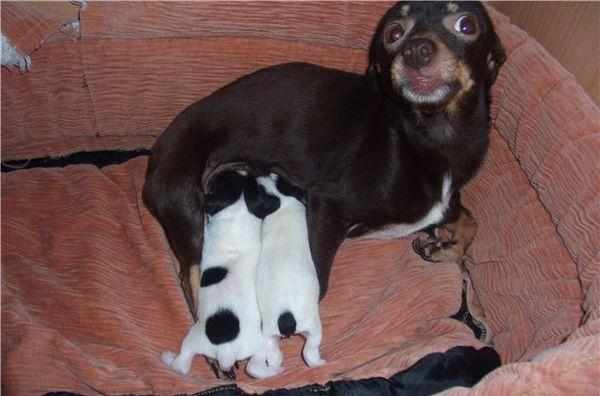Срок беременности у той-терьера длится 62 дня Срок беременности у той-терьера длится 62 дня