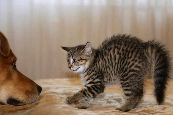 Собаки и коты не понимают вербальные сигналы друг друга Собаки и коты не понимают вербальные сигналы друг друга