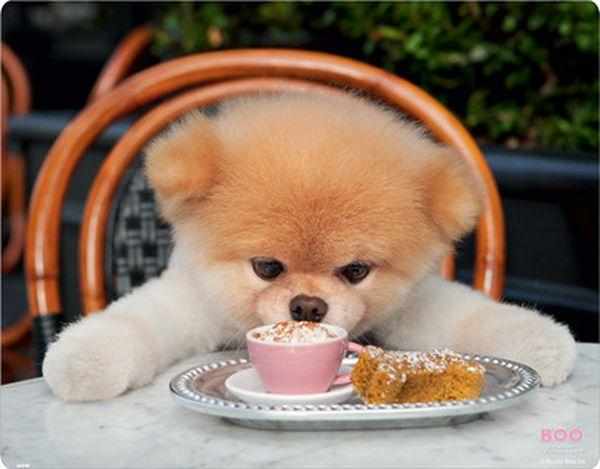 Собаке запрещено есть тесто