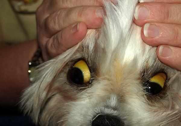 Пожелтевшие белки глаз собаки сигнализируют о наличии серьезных проблем