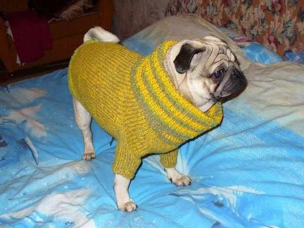 Собачья одежда может быть и вязаной