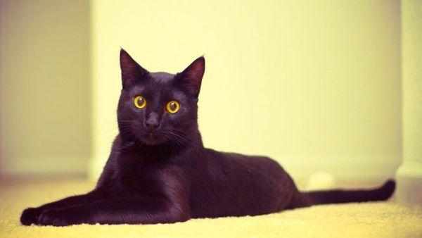 Бомбейская порода кошек не слишком распространена в России