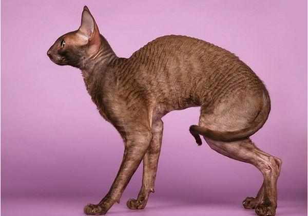Средний вес кудрявой кошки составляет до 3 кг