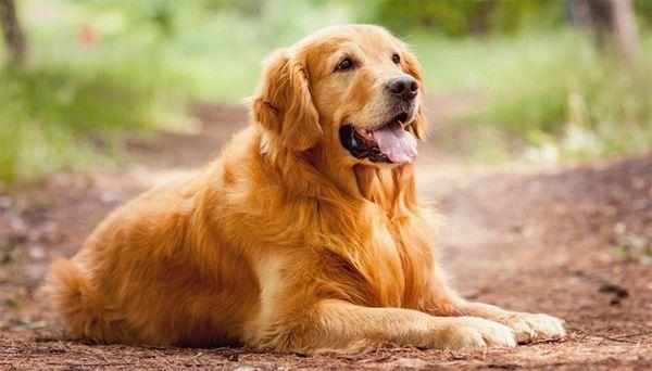 Лабрадор считается более коренастым псом
