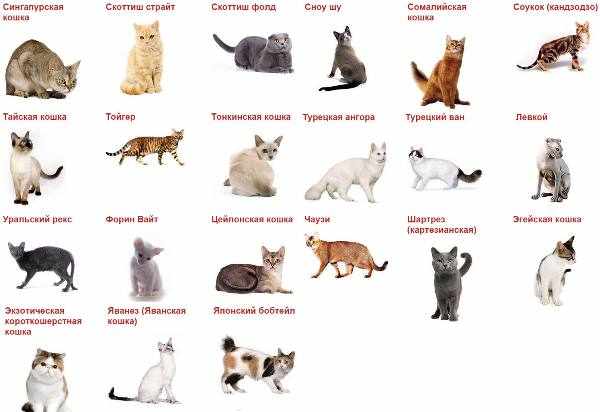 Популярные породы котов