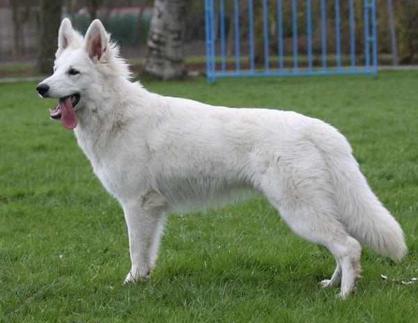 Белая овчарка необычайно умная собака