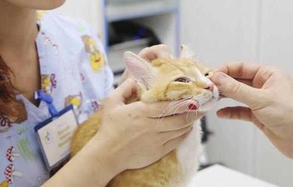 Протирать глаза котенку можно физиологическим раствором