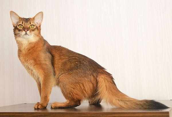 Средний вес сомалийской кошки от 4 до 6 кг