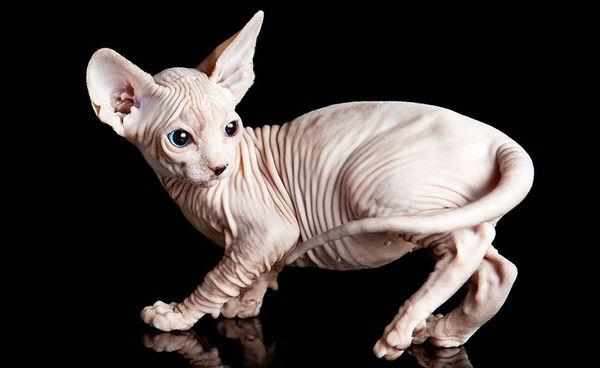 Кошка породы сфинкс живет примерно 12 лет