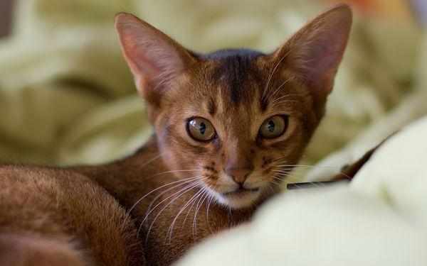 Абиссинская кошка является одной из самых древних пород