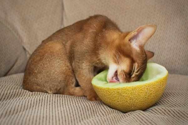 Абиссинская кошка хорошо переносит натуральную пищу и сухие корма