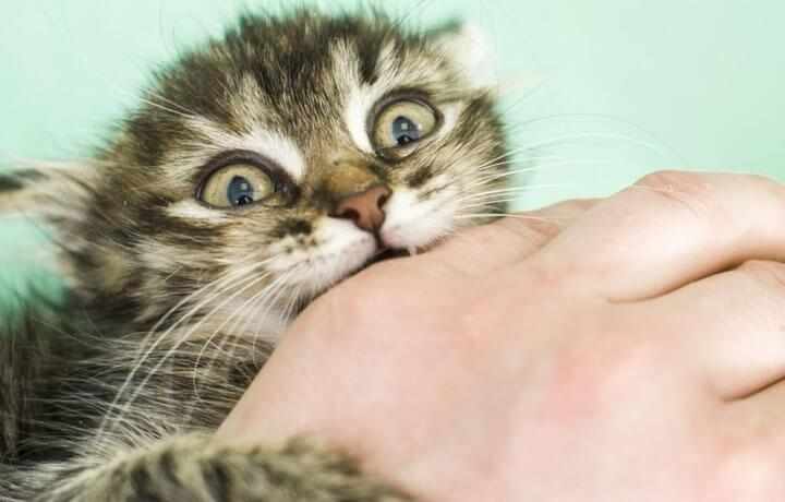 Коты могут проявлять агрессию вне зависимости от возраста