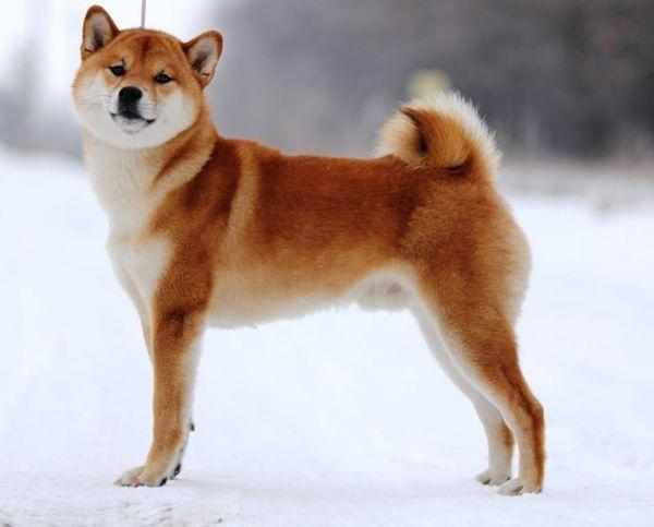 Популярная порода собаки сиба-ину