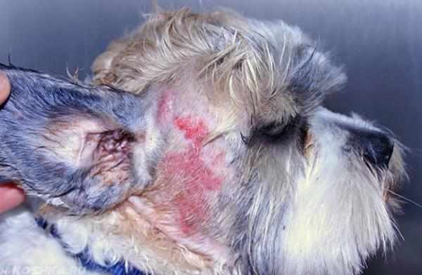 Иммунитет понижается у гиперчувствительных собак из-за аллергии