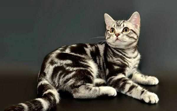 Стоимость такого котенка может достигать 45 тысяч рублей