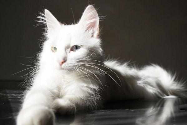 Традиционным является белый окрас ангорской кошки