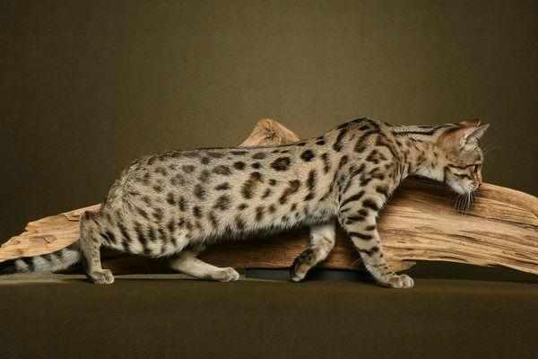 Бенгальская порода кошек очень популярна