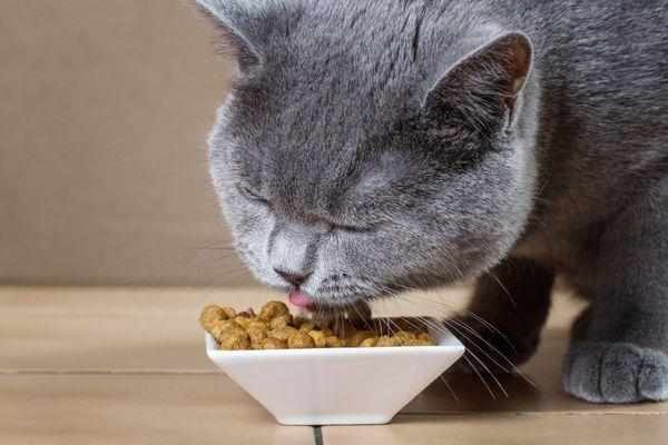 После кастрации кот может изрядно потолстеть