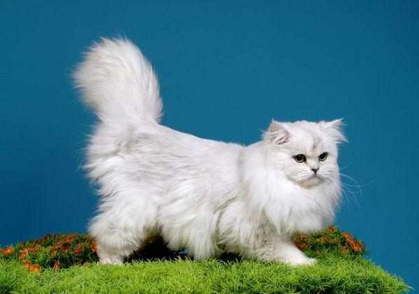 Кот британец в среднем весит 5,57 кг, кошка 4-5 кг