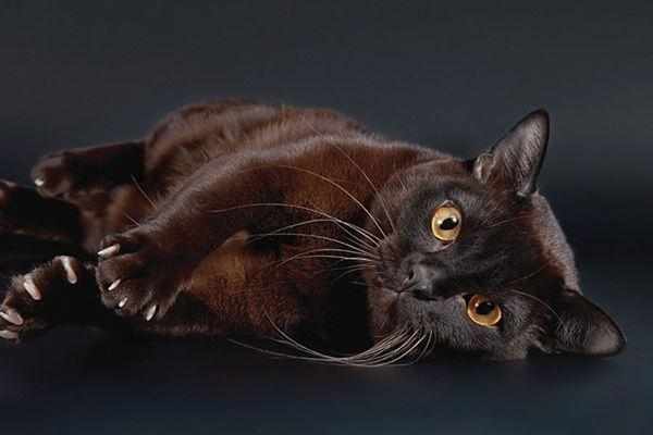 Продолжительность жизни бурманской кошки составляет 1520 лет