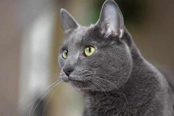 Шерсть кошки корат лишена подшерстка Шерсть кошки корат лишена подшерстка
