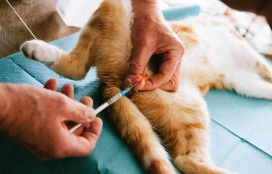 Для кастрации кота применяют хирургический способ