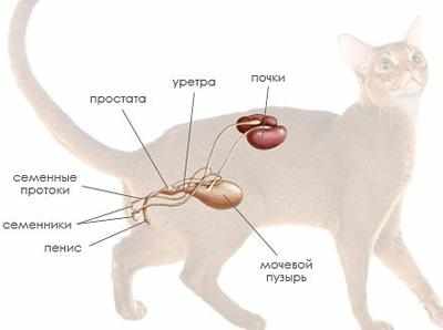 Строение половых органов кота