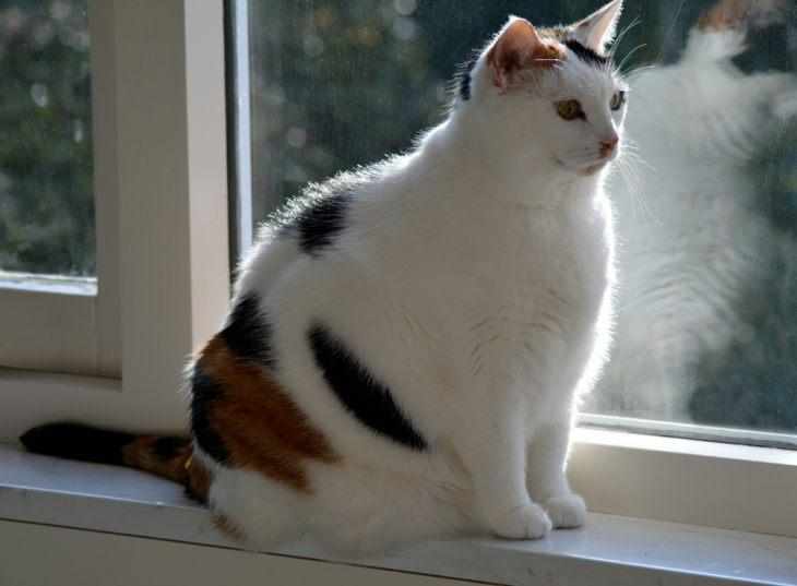Ожирение – одно из возможных последствий кастрации кота