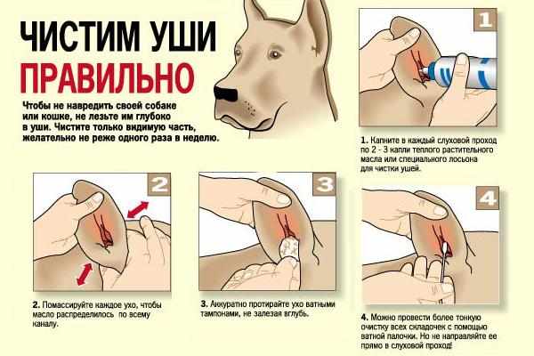 Этапы чистки ушей собаке