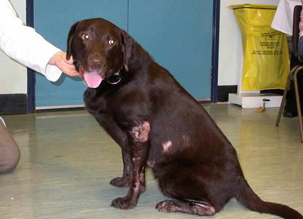 Саркоптоз (акароз) у собаки